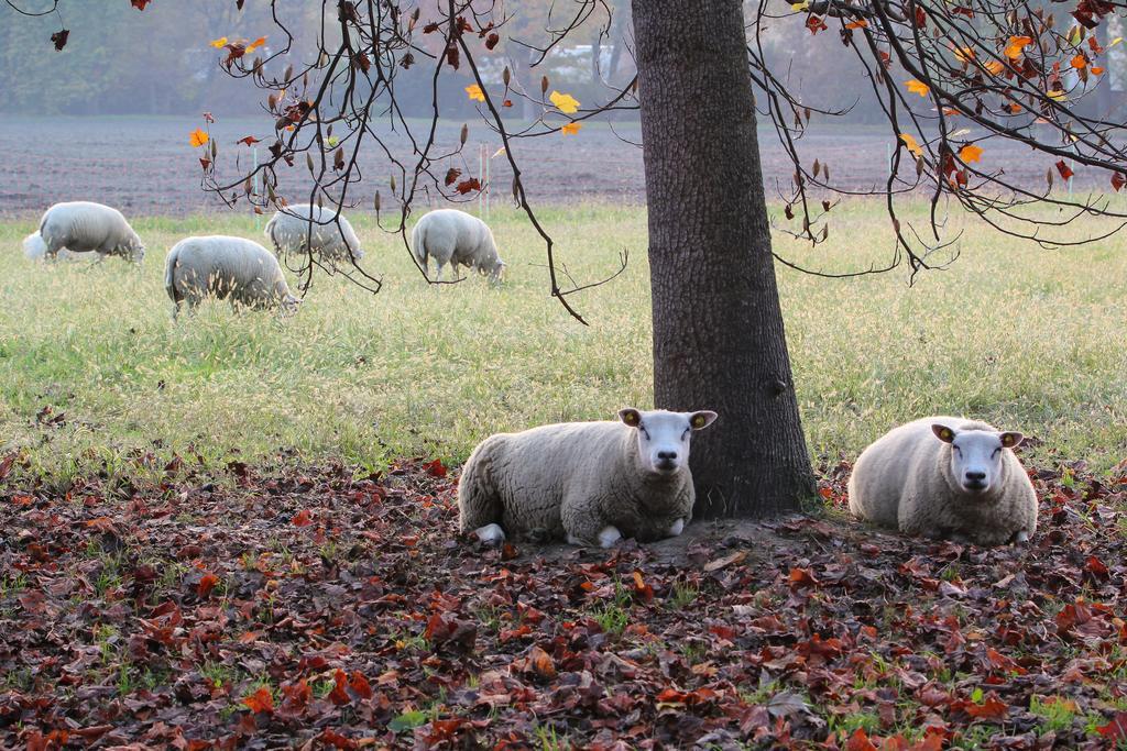 Agriturismo Il Torrione Pinerolo Eksteriør billede